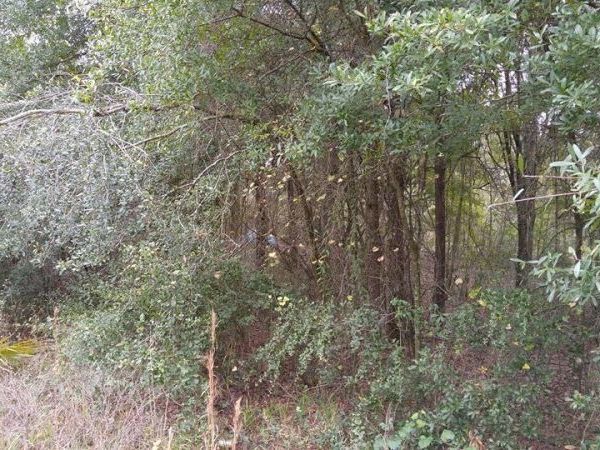 ROLLING MEADOW, LAND O LAKES, FL 34639