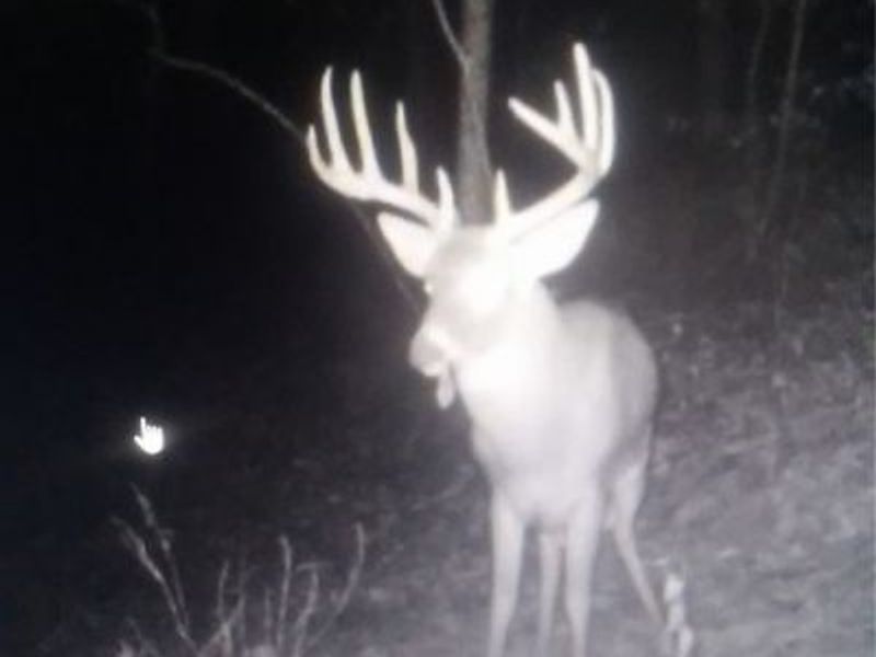 SE Deerhorn Road, Tippecanoe, OH 44699 Photo 30