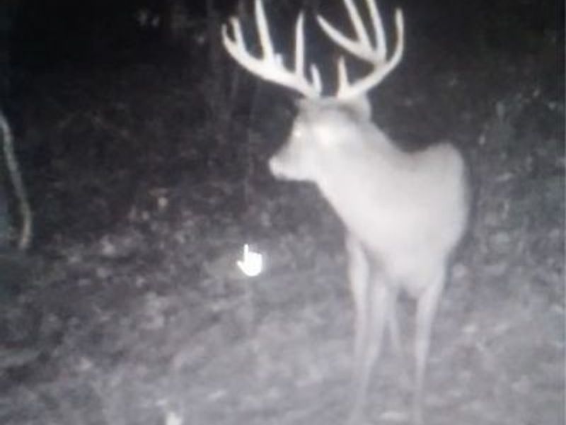 SE Deerhorn Road, Tippecanoe, OH 44699 Photo 31