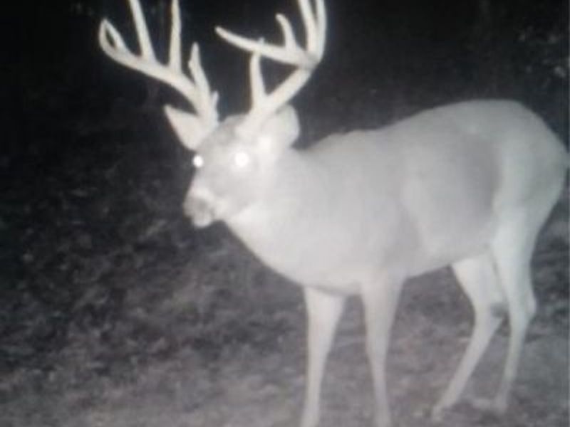 SE Deerhorn Road, Tippecanoe, OH 44699 Photo 34