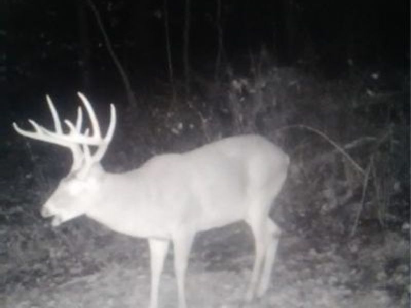 SE Deerhorn Road, Tippecanoe, OH 44699 Photo 35