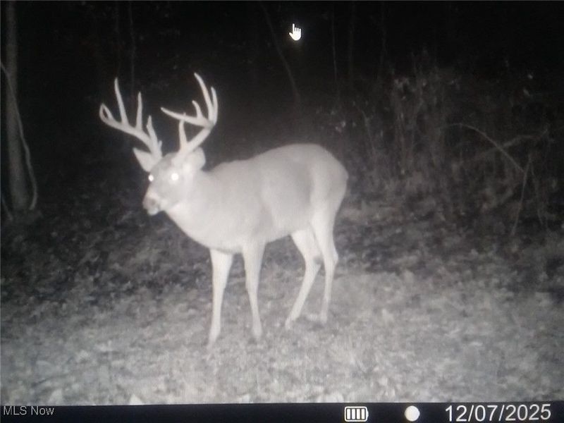 SE Deerhorn Road, Tippecanoe, OH 44699 Photo 36