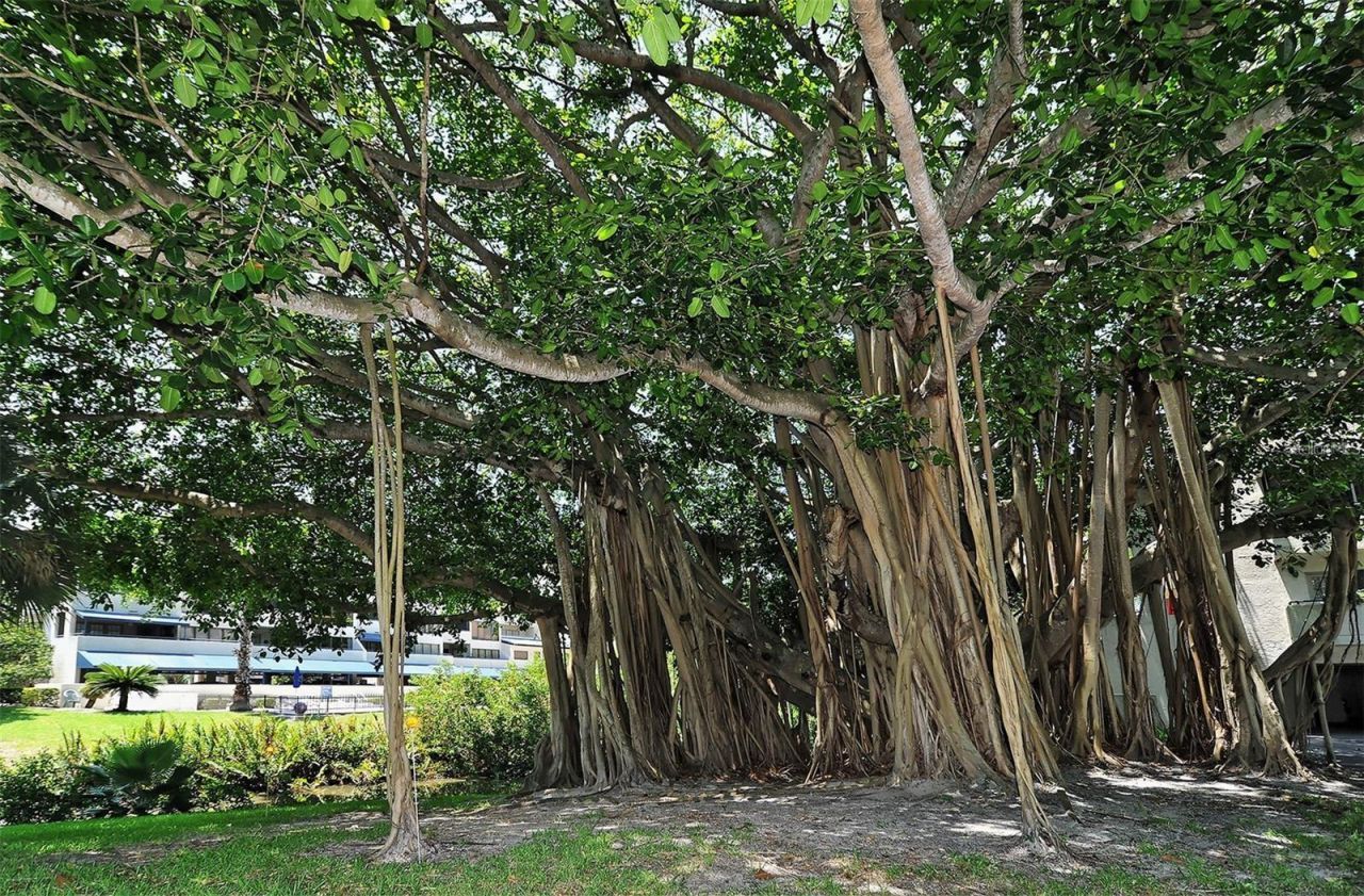 835 S Osprey Avenue, Unit 201, Sarasota, FL 34236 Photo