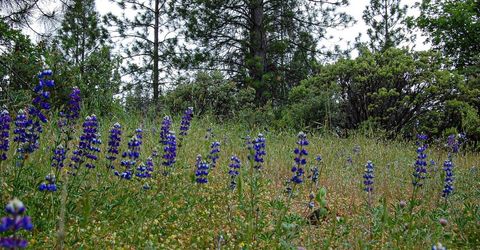 2676 Silver Mountain Rd, Rail Road Flat, CA 95248 Photo