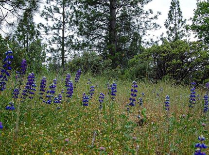 2676 Silver Mountain Rd, Rail Road Flat, CA 95248 Photo