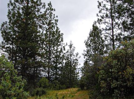 2676 Silver Mountain Rd, Rail Road Flat, CA 95248 Photo
