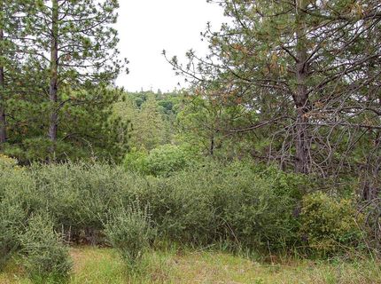 2676 Silver Mountain Rd, Rail Road Flat, CA 95248 Photo