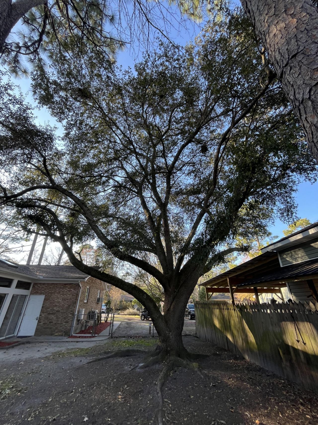 115 Donna Drive Photo 39