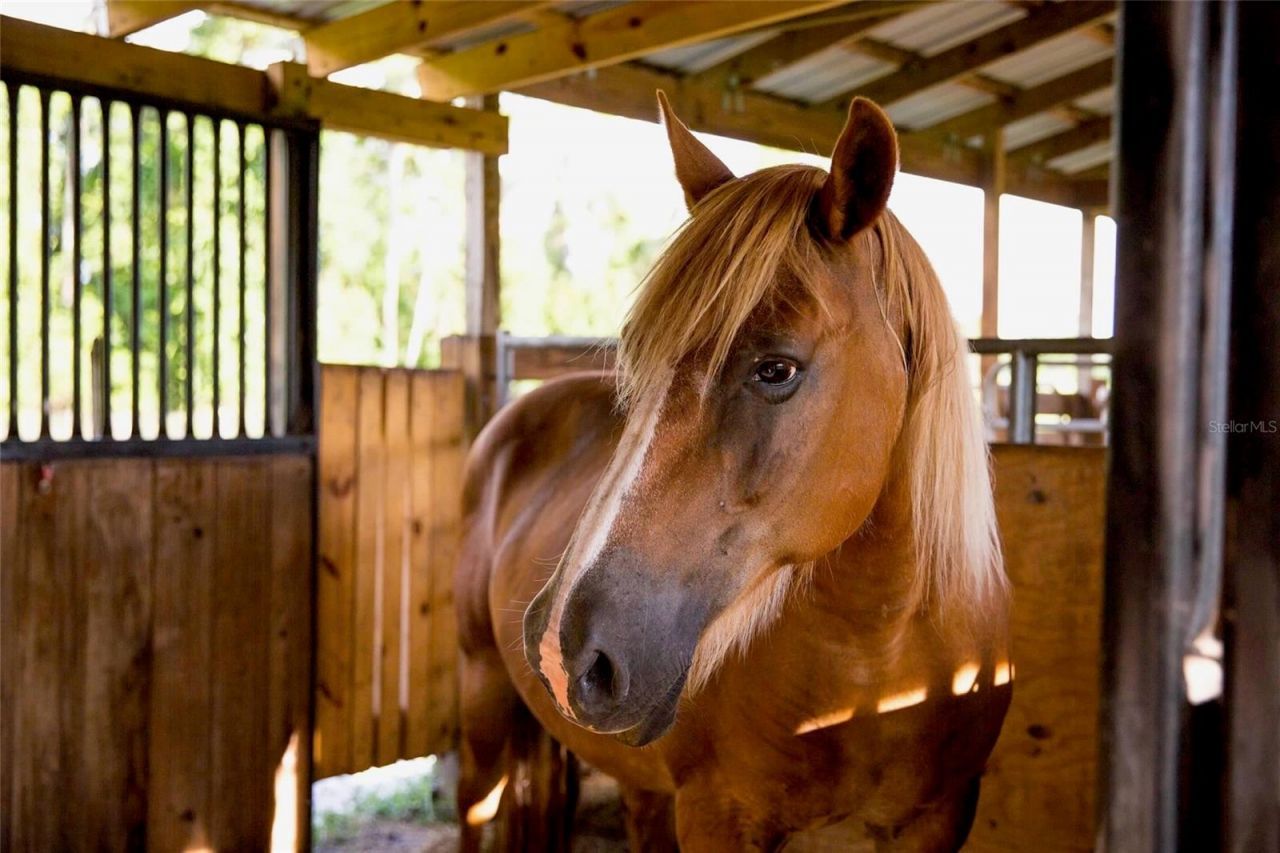 1045 Buckles Road, Pierson, FL 32180 Photo