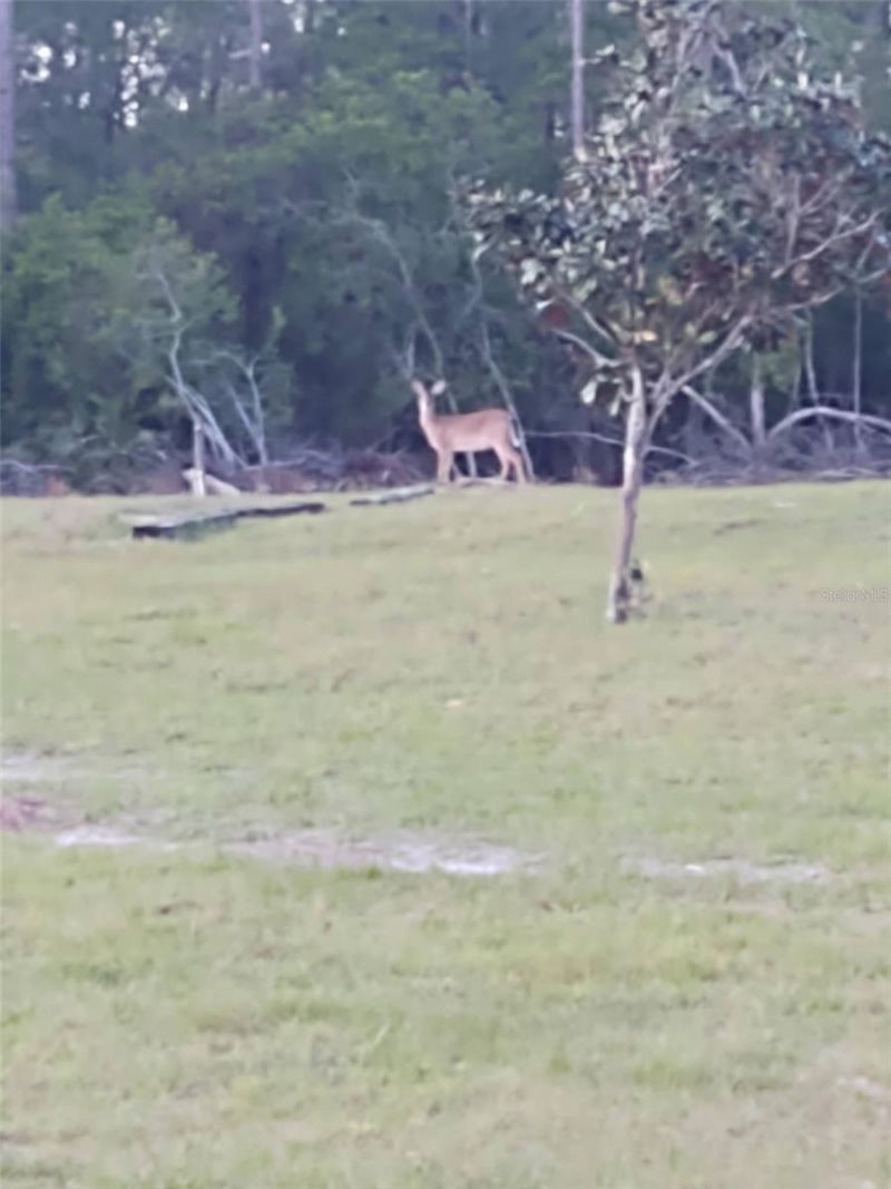 1045 Buckles Road, Pierson, FL 32180 Photo