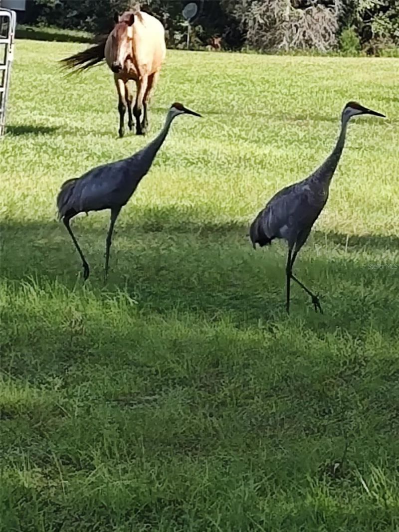 1045 Buckles Road, Pierson, FL 32180 Photo