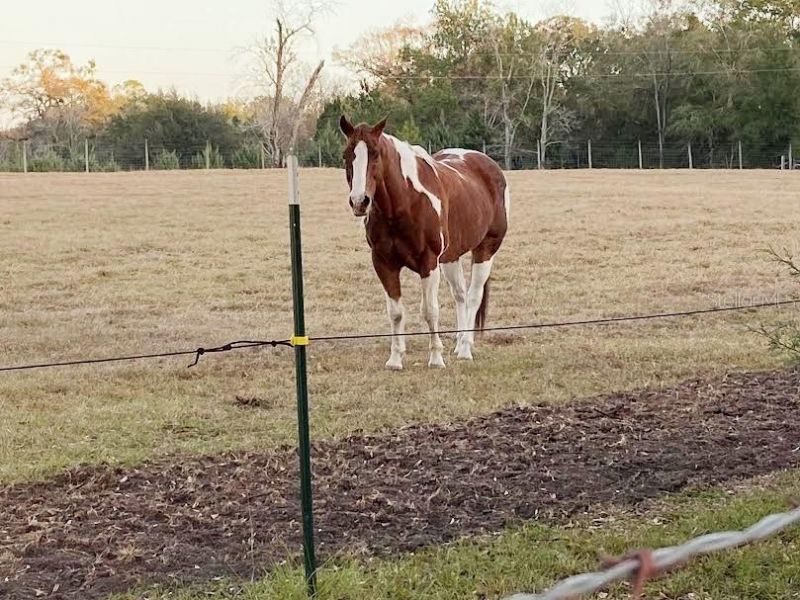 23016 NW 102nd Avenue, Alachua, FL 32615 Photo