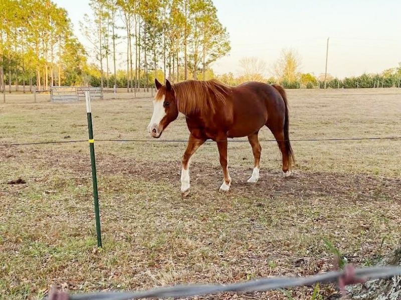 23016 NW 102nd Avenue, Alachua, FL 32615 Photo