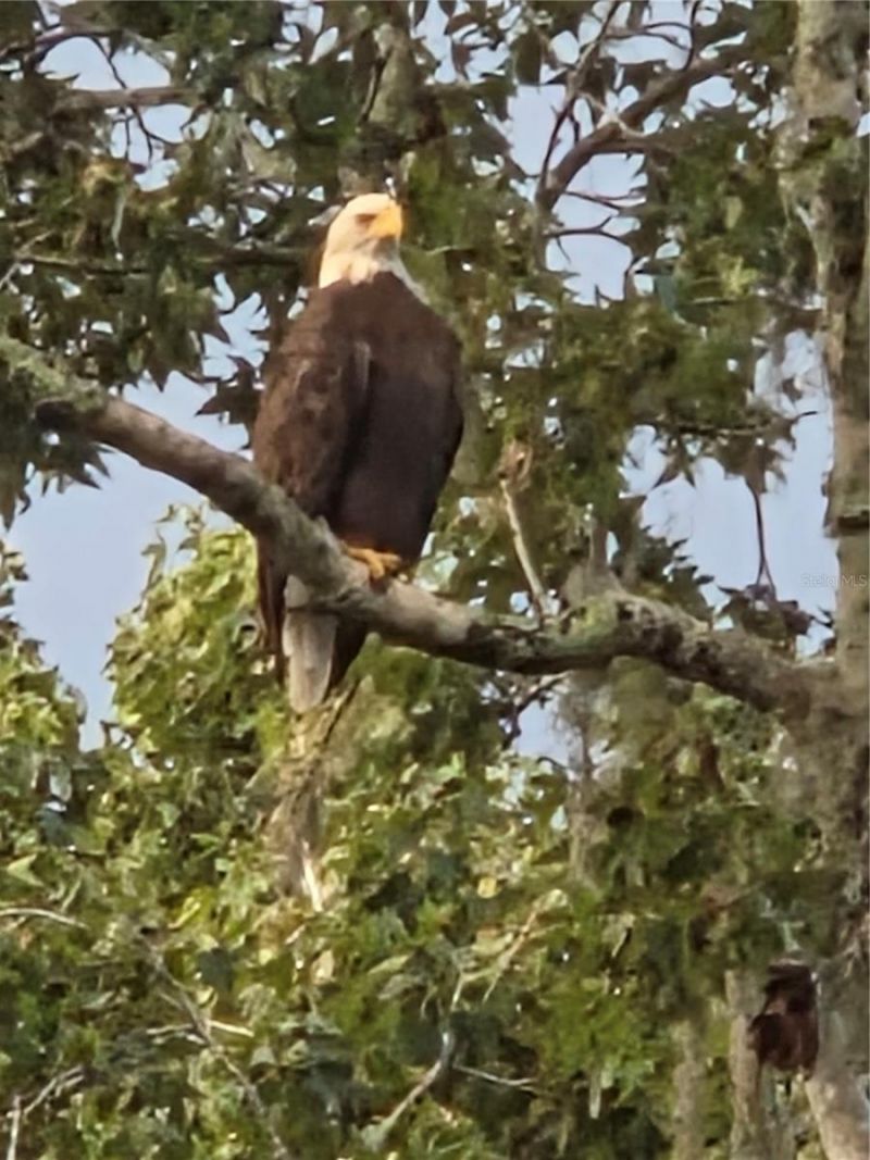 4705 Kissimmee Park Road, Saint Cloud, FL 34772 Photo