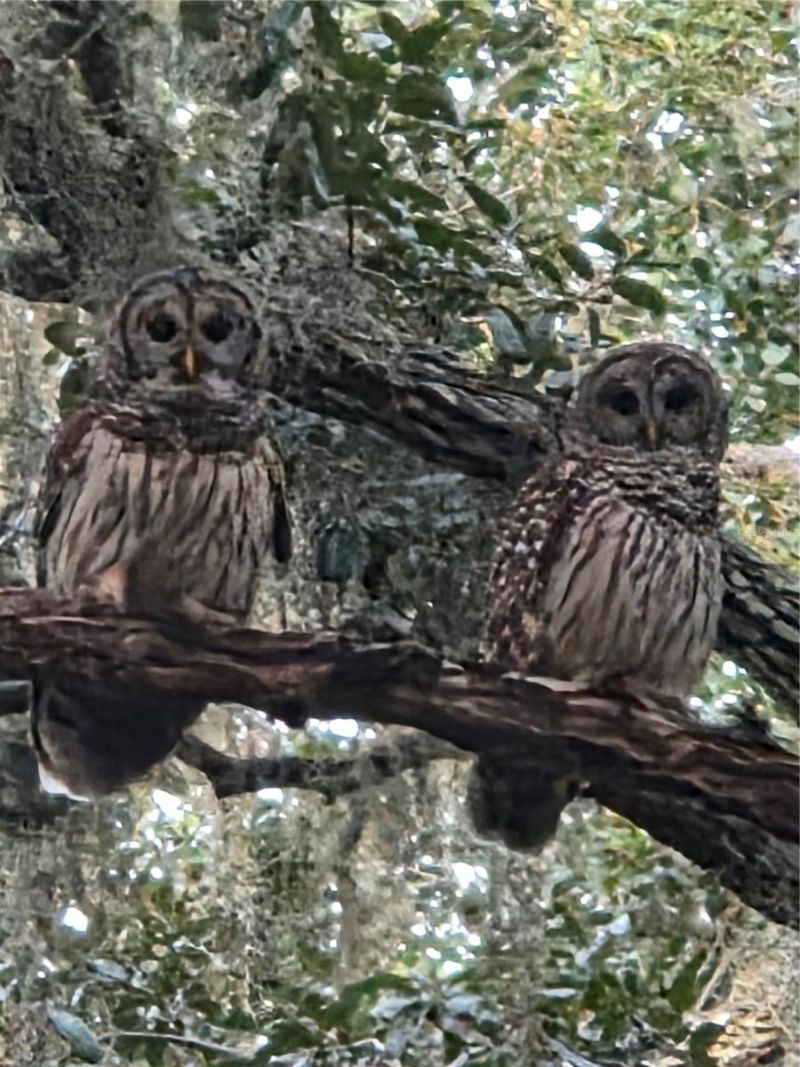 4705 Kissimmee Park Road, Saint Cloud, FL 34772 Photo