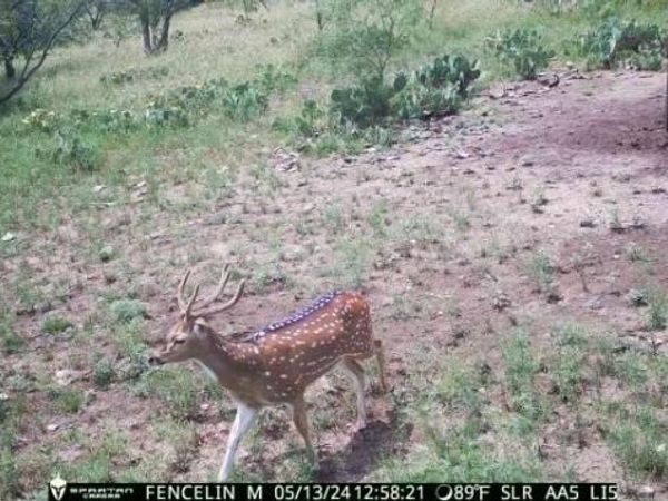 371 Axis Court, Melvin, TX 76858