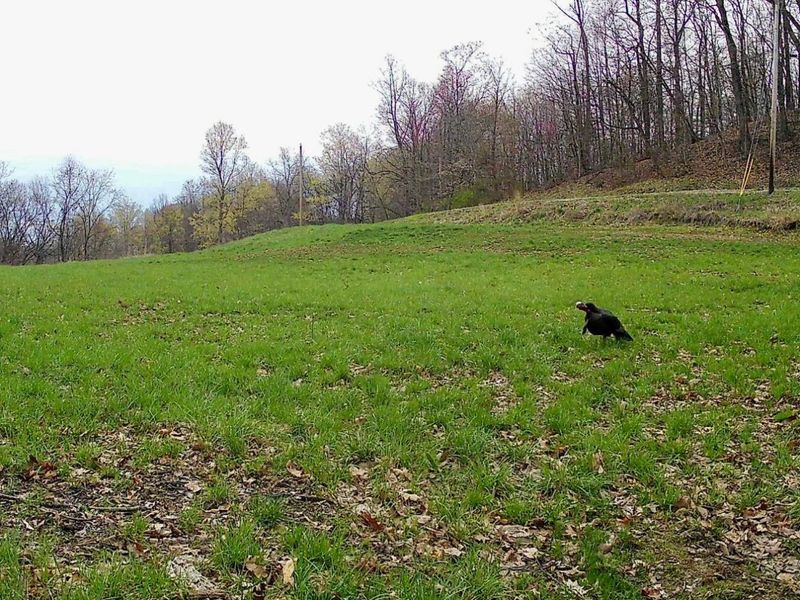 0 Sealover Hollow Road, Philo, OH 43771 Photo 4