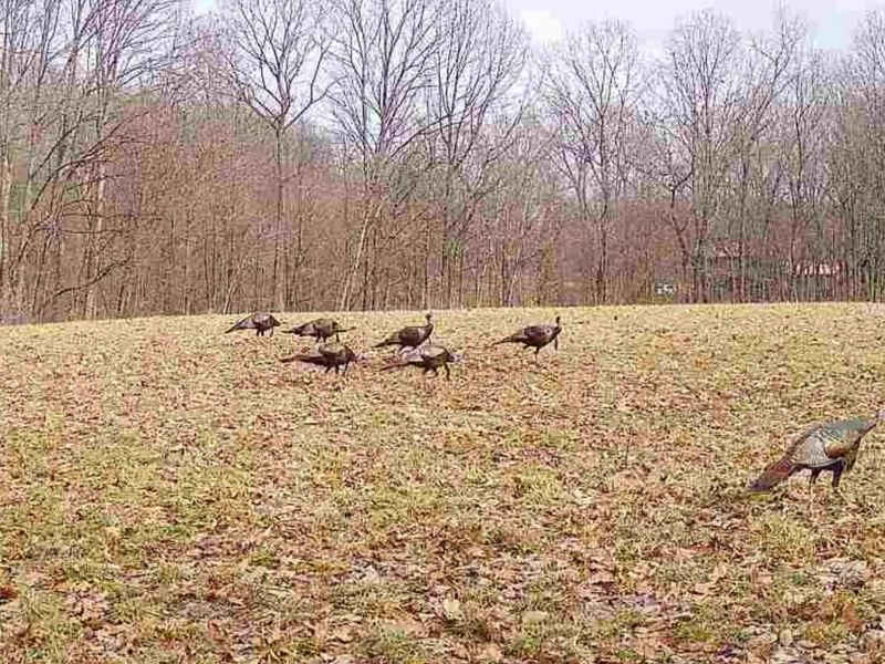 0 Sealover Hollow Road, Philo, OH 43771 Photo 6