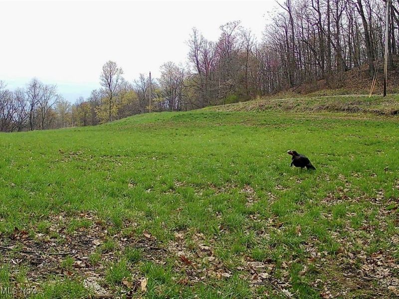 0 Sealover Hollow Road, Philo, OH 43771 Photo 5
