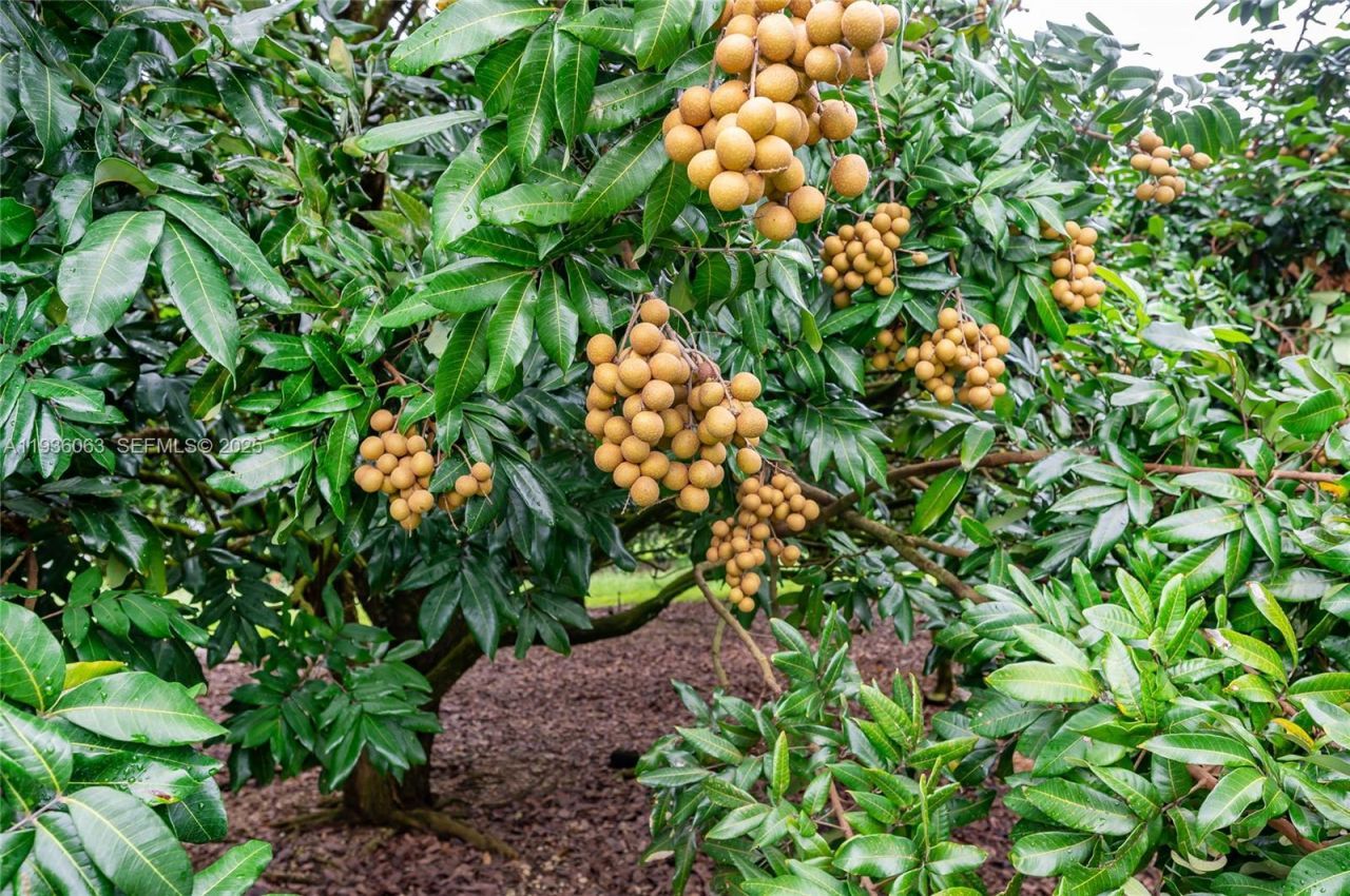 24350 SW 182nd Ave, Miami, FL 33031 Photo