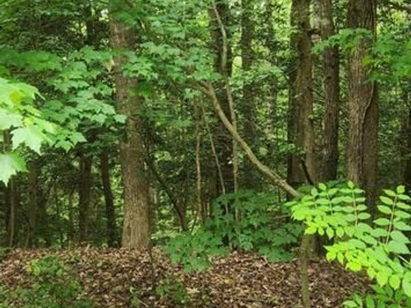 LOT 68 TRAVELER'S CIRCLE, MONTROSS, VA 22520