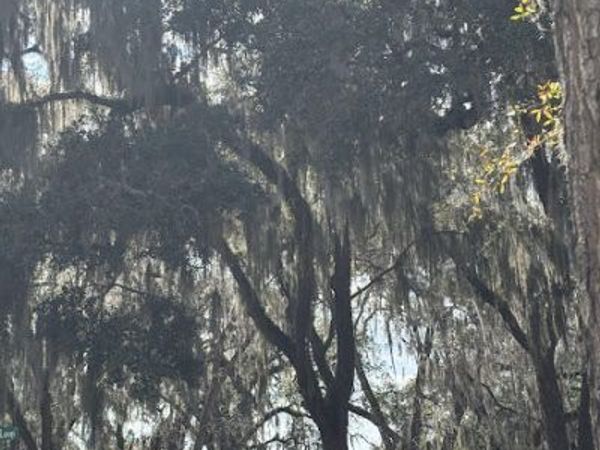 25146 NE 140th (lot 71) Loop, Salt Springs, FL 32134