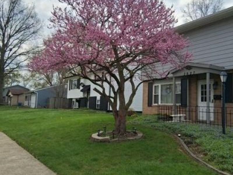 3627 Manila Drive, Westerville, OH 43081 Photo 3