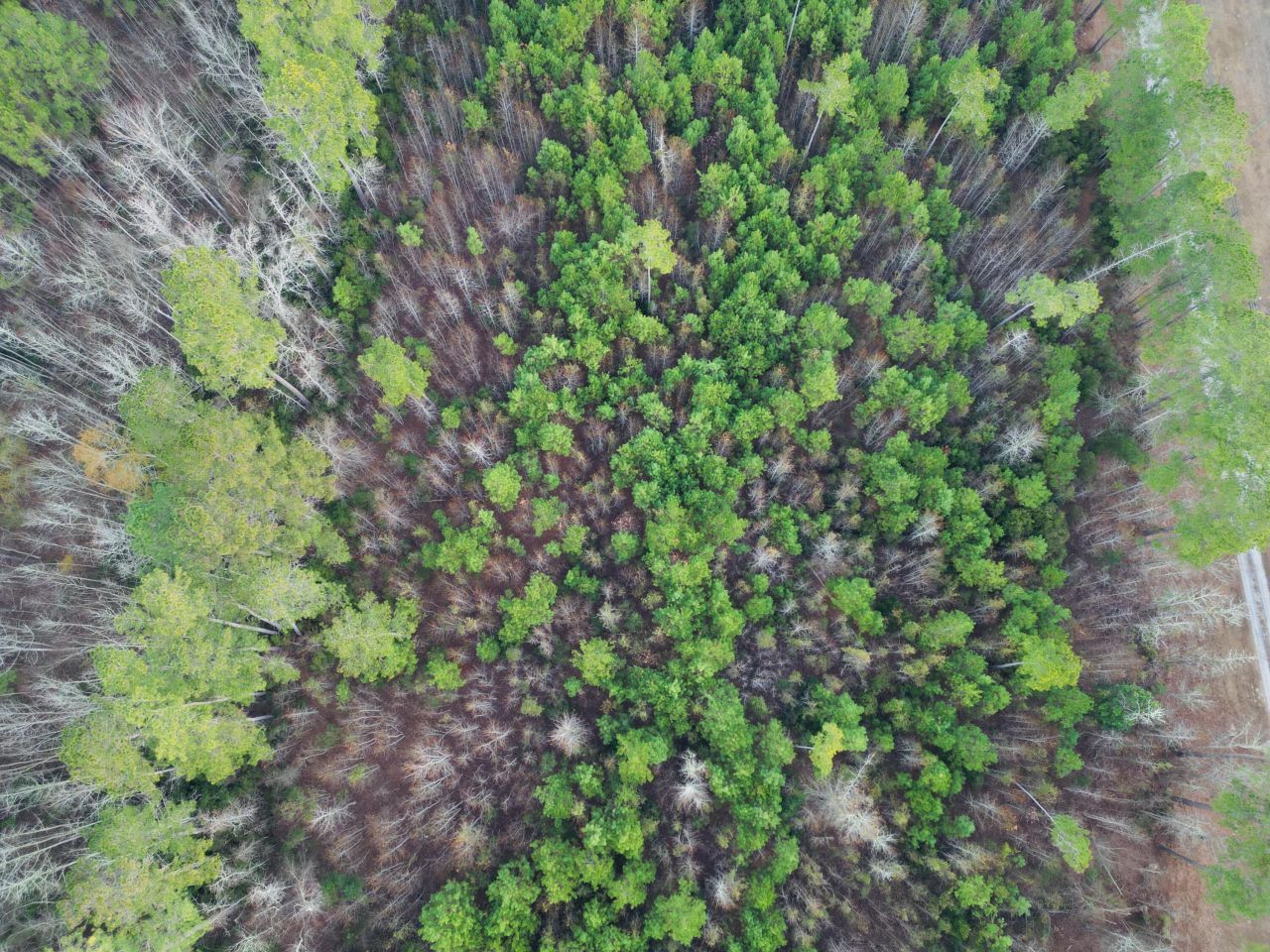 00 Live Oak Road Photo 10