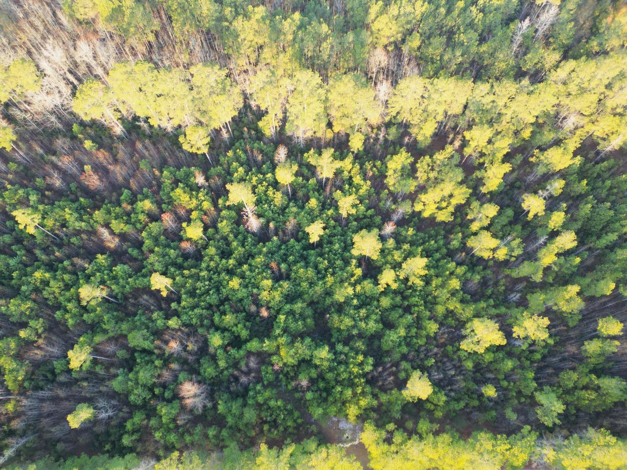 00 Live Oak Road Photo 24