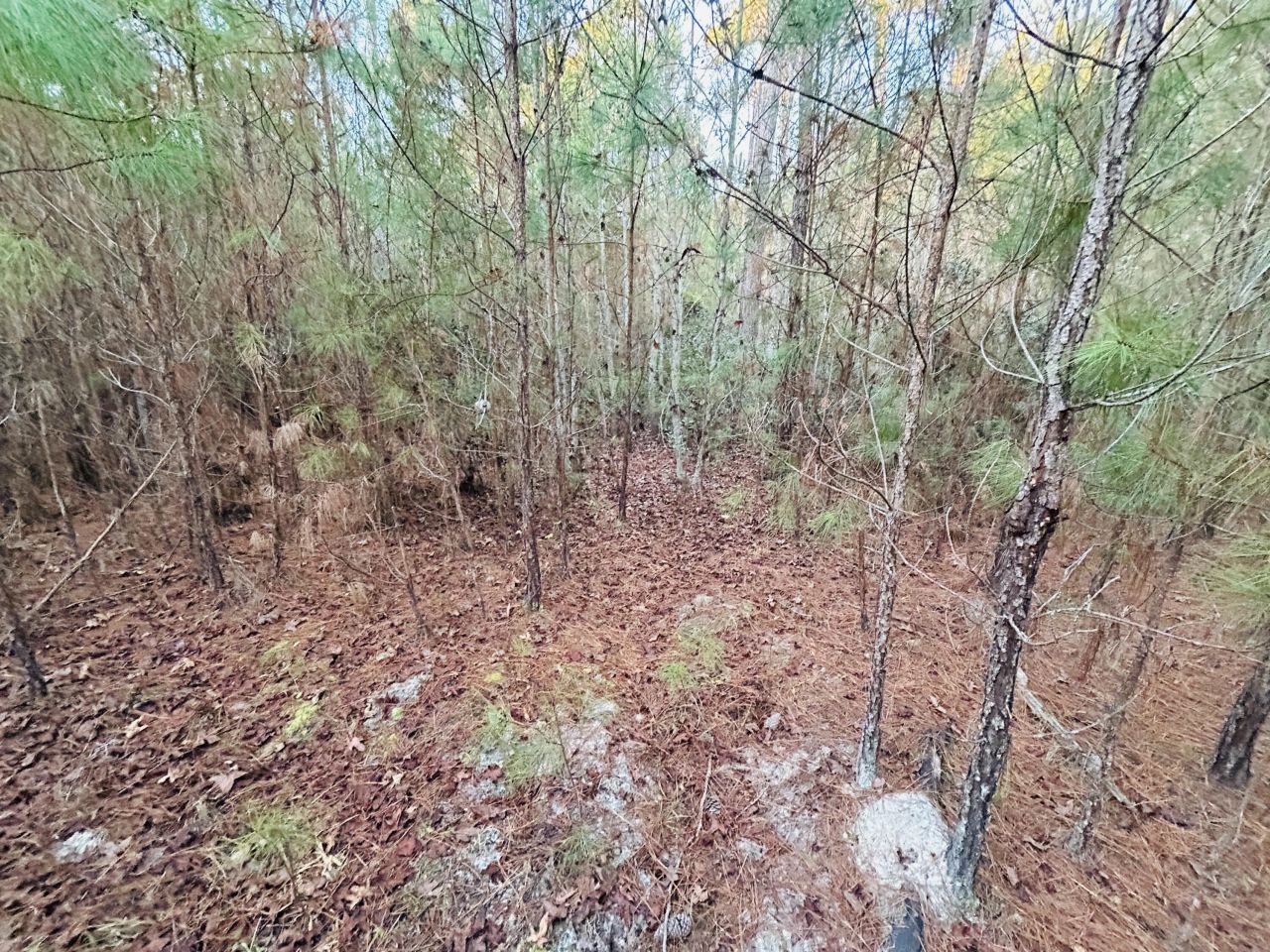 00 Live Oak Road Photo 27