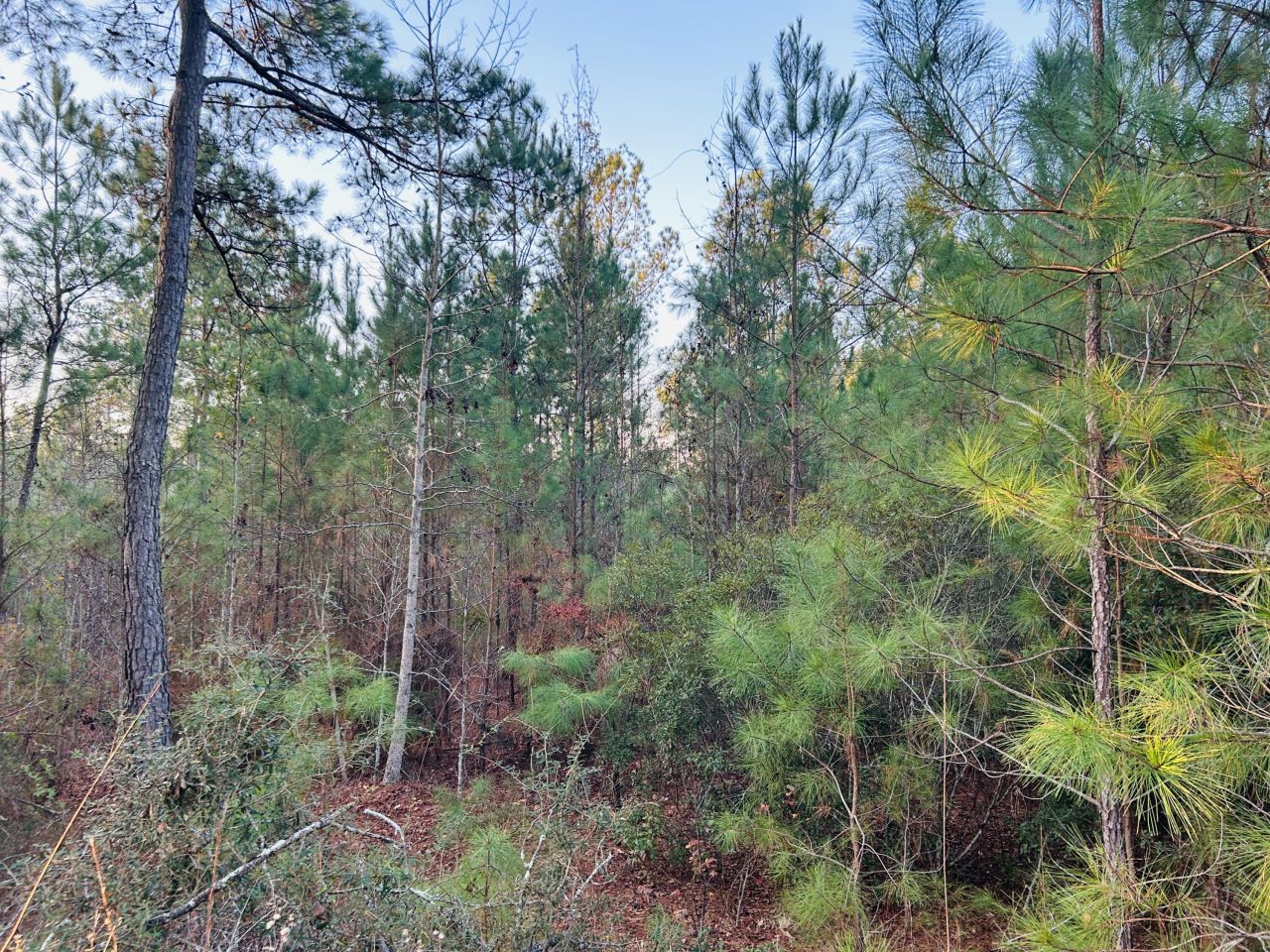 00 Live Oak Road Photo 29