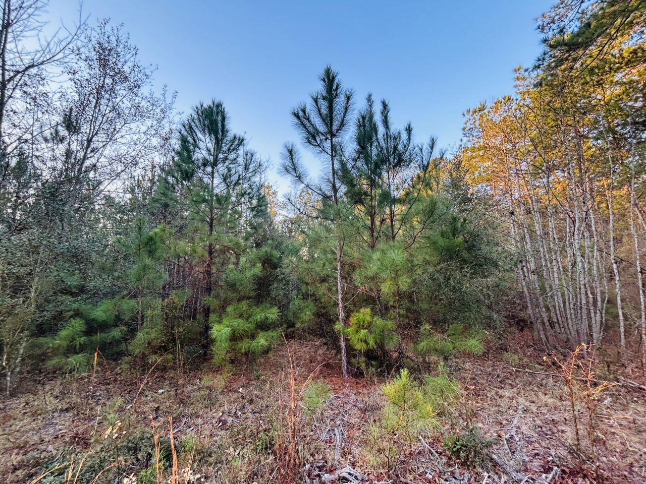 00 Live Oak Road Photo 30