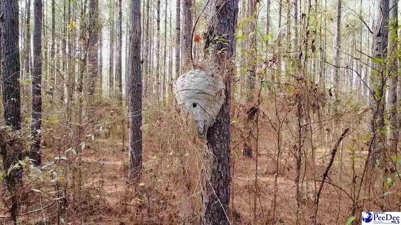 9214 Kingstree Highway Photo 17