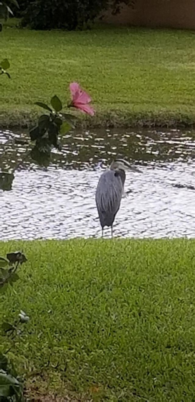 2643 Calliandra Terrace, Coconut Creek, FL 33063 Photo