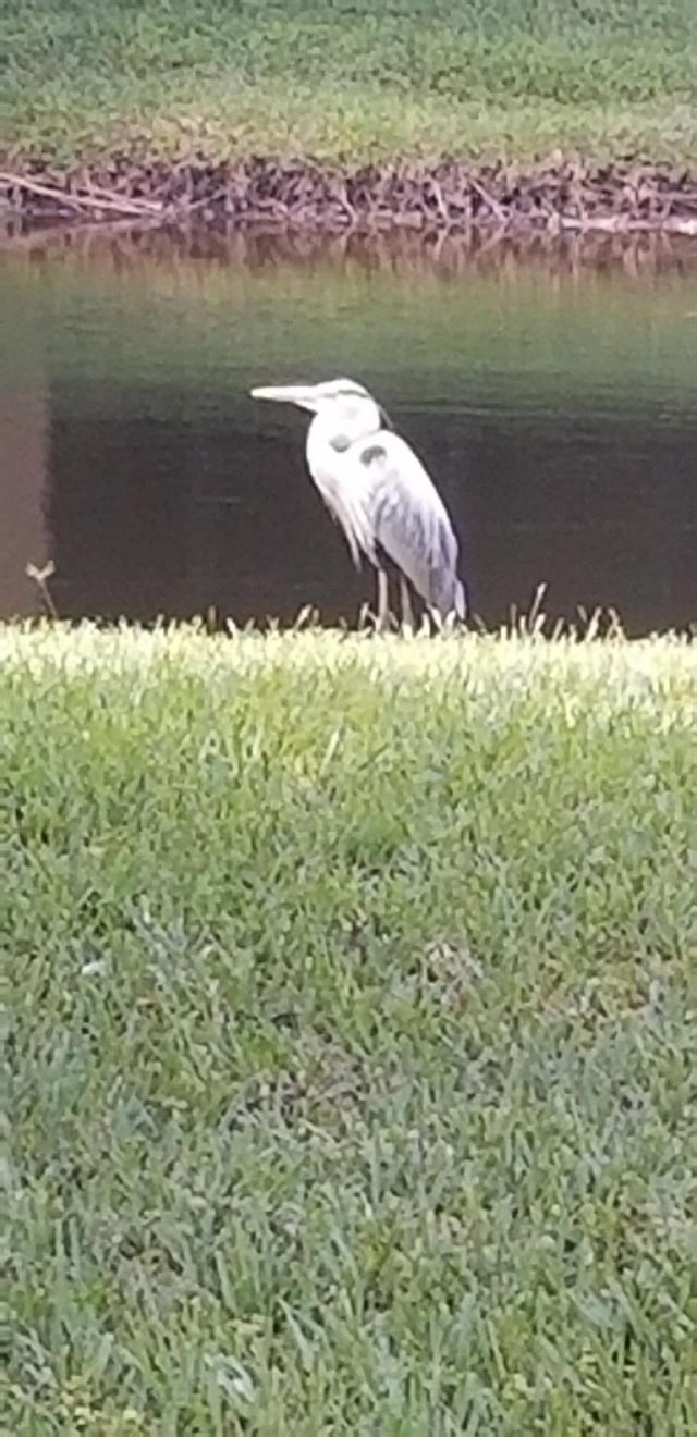 2643 Calliandra Terrace, Coconut Creek, FL 33063 Photo