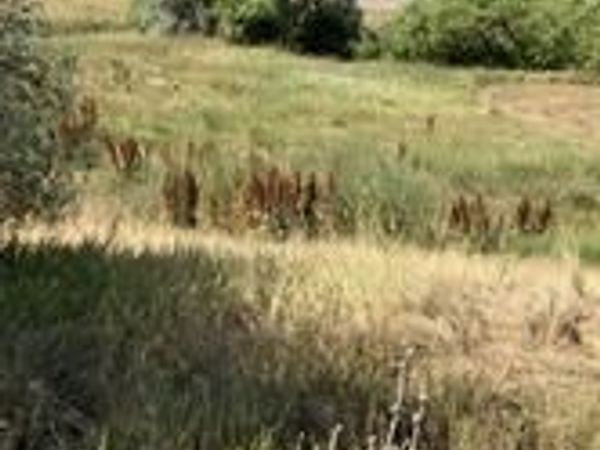 8328 S Carr Way, Littleton, CO 80128