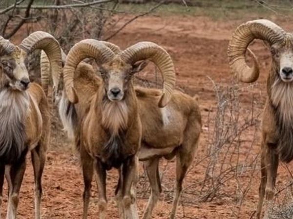 Buffalo4 Ranch County Road 290 , Blackwell, TX 79506