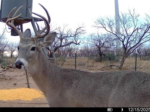 CR 450, No City, TX 79526