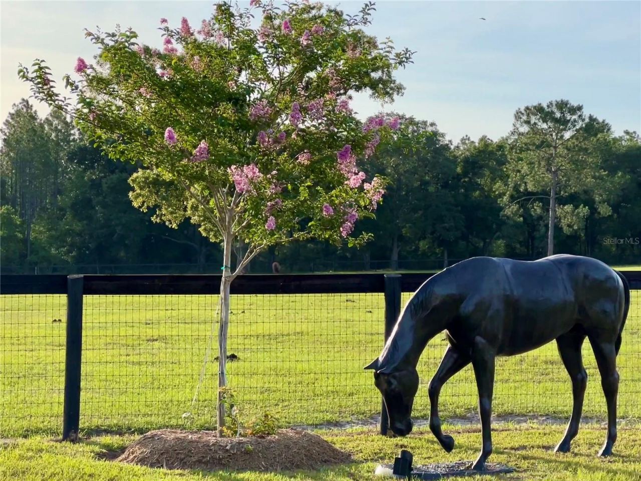 3650 SE 165th Avenue, Morriston, FL 32668 Photo