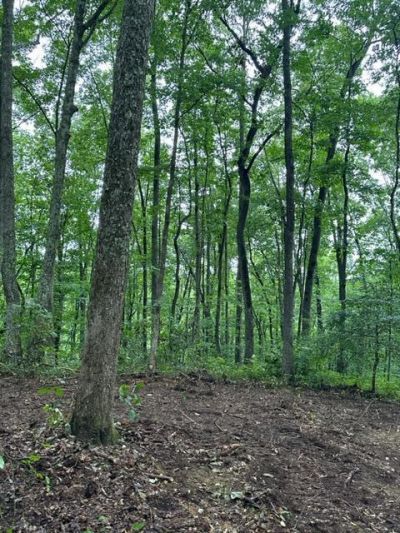 Lot 340 Deep Branch, Wilder, TN 38589 Main Photo