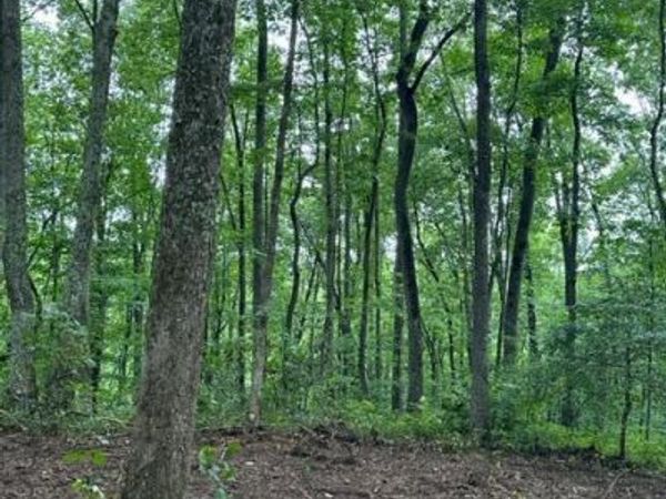 lot 340 Deep Branch, Wilder, TN 38589