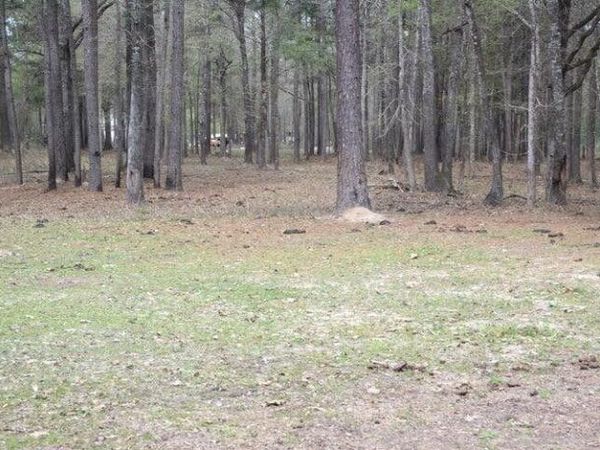 Sugar Bend Road, Pitkin, LA 70656