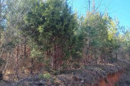 1163 Juneberry Rd photo 4