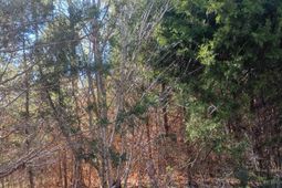 1163 Juneberry Rd photo 4