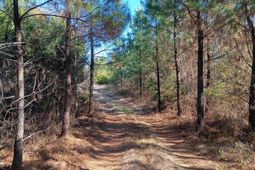 1163 Juneberry Road photo 4