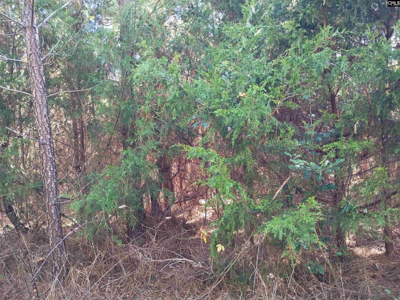 1163 Juneberry Rd Photo 7