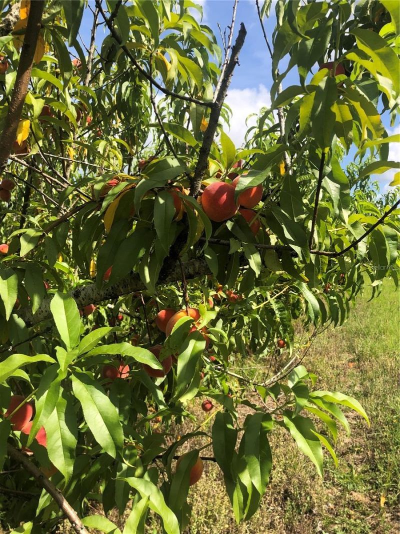 18250 Ravenswood Road, Altoona, FL 32702 Photo