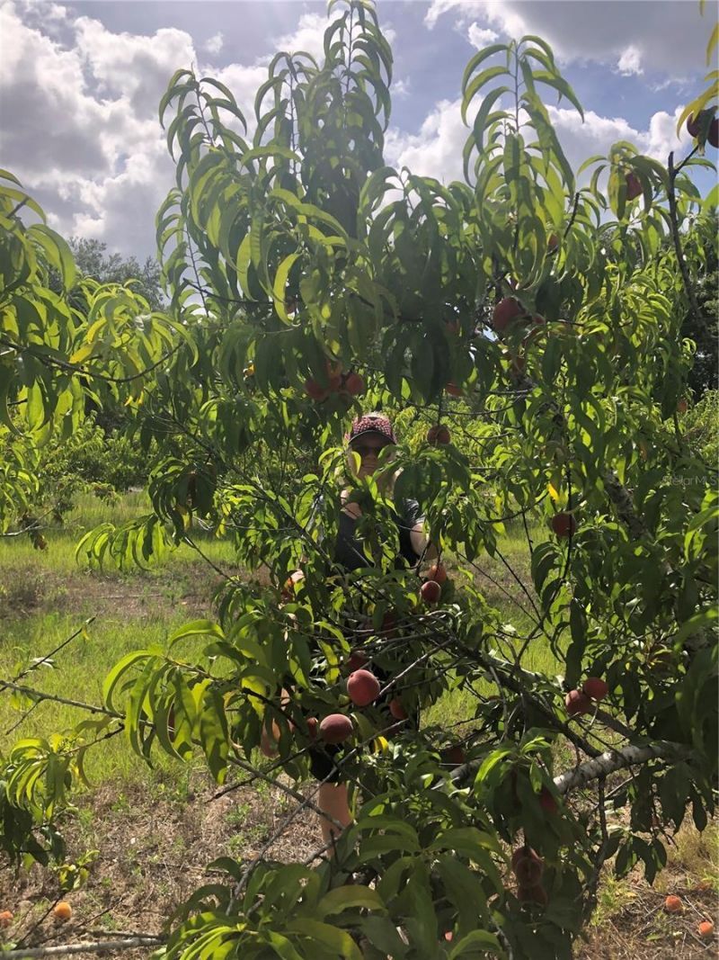 18250 Ravenswood Road, Altoona, FL 32702 Photo