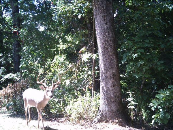 10932 Georgia Flat Road , Gravette, AR 72736