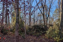 Dogwood Avenue  photo 4